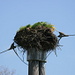 An old birds nest on top of the power line, now “used” by grass and dandelions