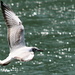 A gull flying over the Linth