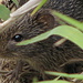 Brown Field Mouse