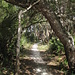 Path to Rental Cabin