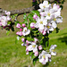 Apfelblüte 5