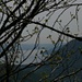 Mehr Aussicht gibts nicht. Immerhin erkennt man durch die Bäume hinter dem Lago Maggiore sogar den kleinen Lago di Monate. Rechts der Mont' Orfano (794 m)