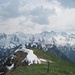 die letzten Reste der Gipfelwächte - vor Musenalp und Brisen