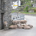 Le pecore aspettano disciplinatamente il bus alla fermata del Postale a Linescio