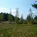 Hochmoorgebiet bei Chellen 1