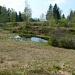 Hochmoorgebiet bei Chellen 3