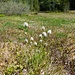 Wollgräser