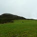 der Pico do Urzo (899m), darunter weiden die Kühe