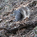 Zwischen Trailhead und Josephine Saddle - Graues Hörnchen (Squirrel) beim Frühstück 