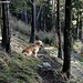 Hund genießt die Landschaft