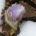 Eine Frühlings-Kuhschelle (Pulsatilla vernalis) hat sich oberhalb vom Jochpass schon wieder durch die wenigen Zentimeter Neuschnee durchgekämpft.<br />