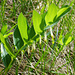 Echtes Salomonssiegel (Polygonatum odoratum)