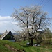 Lobendava, blühender stattlicher Kirschbaum