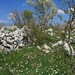 Frühling in der Doline Malo Libinje