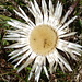 Silberdistel(Carlina Acaulis), Blume des Jahres 1997