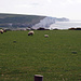 Schafe wo man hinsieht, im Hintergrund nochmals Seven Sister und Beachyhead