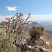 Abstieg vom Wasson Peak - Blick nach Süden: Tucson Mountains und Santa Rita Mountains (ganz hinten)