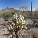 Im Außenbereich des Arizona-Sonora Desert Museum - Teddybear Cholla Kaktus 
