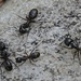 Lungo il percorso un'incontro con delle formiche  jurassiche,eran lunghe oltre 10mm.