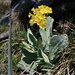 Bear's ear (Aurikel, Primula auricula) – the motto for both of us: “don’t touch the rope”