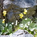 Flueblüemli und (weissblütige) Viola bicolor teilen sich eine Felsnische

Mitteilung 14-10-2012 von Schloms:
Gibt es Viola bicolor überhaupt in der Schweiz? 
Wie auch immer, hier ist das Alpen-Fettkraut (Pinguicula alpina) abgebildet; da passt dann auch der Standort. 
Gruss Schlomsch

