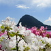Monte San Salvatore hinter der blühenden Blumenpracht am gegenüberliegenden Seeufer