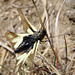 Libellen-Schmetterlingshaft (Ascalaphus libelloides)