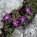 an besonders schönen Alpenblumen fehlt es nicht!