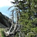 Wildheuerpfad