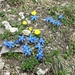 Blumen