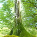 Wasserbaum Ockensen