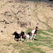 Wild-West Atmosphäre am Rifugio San Lucio