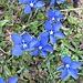 für blaue Farbtöne müssen wir am Boden suchen:
Frühlings-Enziane - mit Regentropfen ...