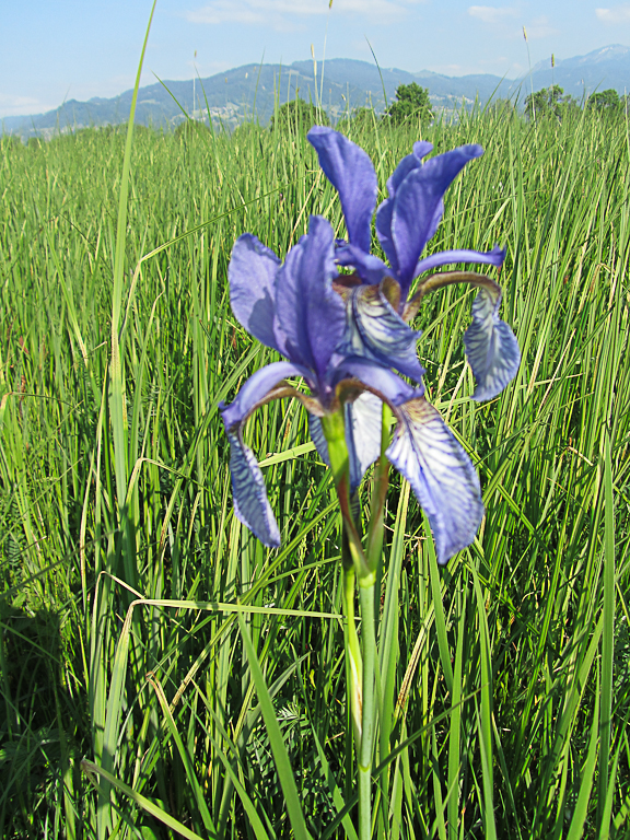 im Feld blühen die Lilien Fotos