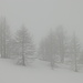 alla partenza: nebbia e un millimetro di neve fresca...
