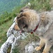 Il simpatico cane "guida" di Terz'Alpe (per un bel tratto ha seguito anche me, con lui è impossibile perdersi).