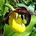 gelber Frauenschuh (Cypripedium calceolus). Da muss man nicht mehr fragen, warum diese Blume so heisst!