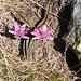 1151 violette Blume 