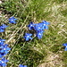 1128 blaue Blumen 