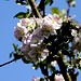 Apfelblüten (141mm, 320stl.sek)