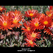 Blumen am weg