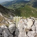 Chummlispitz - Die Gipfelmarkierung passt in die "Bunkergegend":-)