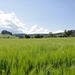Kornkammer - Emmental; 2