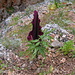 Gemeine Drachenwurz (Dranunculus vulgaris). Diese Pflanze blüht jetzt in Kreta an eher schattigen Standorten und verströmt einen intensiven Aasgeruch  