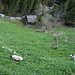 Schafe auf der steilen Weide