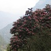April - Zeit der Rhododendron-Blüte