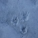 <b>Impronte di marmotta</b>.