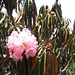 Rhododendron-Blüte im Khumbutal