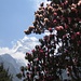 Kangtega (6685 m) mit Blütenrahmen eines Rhododendron-Baumes