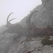 Wächter am Pilatus. 